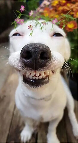 Meme chú chó cười toe toét, thể hiện niềm vui và sự hóm hỉnh, điển hình của những con chó hài hước.