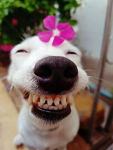 Meme chú chó với biểu cảm khóc lóc đầy bi ai nhưng vẫn vô cùng hài hước, được sử dụng rộng rãi.