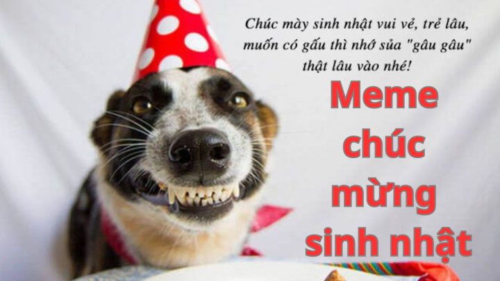 Chúc Mừng Sinh Nhật Chó: Ý Tưởng Độc Đáo và Hài Hước