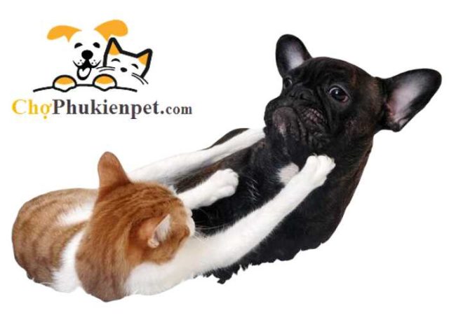 mèo bị chó cắn