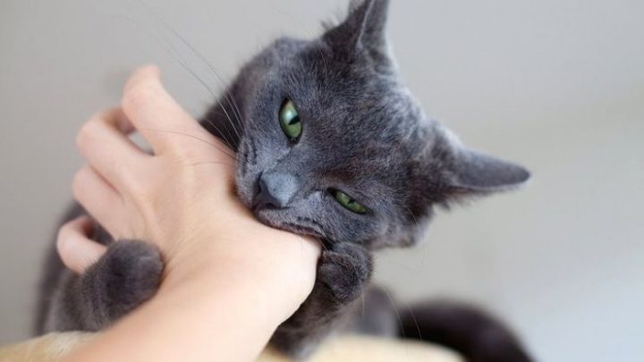 Cách Xử Lý Khi Bị Chó Mèo Cắn: Hướng Dẫn Chi Tiết & Phòng Tránh Bệnh Dại