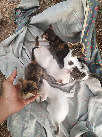 Mèo con bị bỏ rơi được đội cứu hộ chó mèo Sài Gòn Time đưa về chăm sóc.