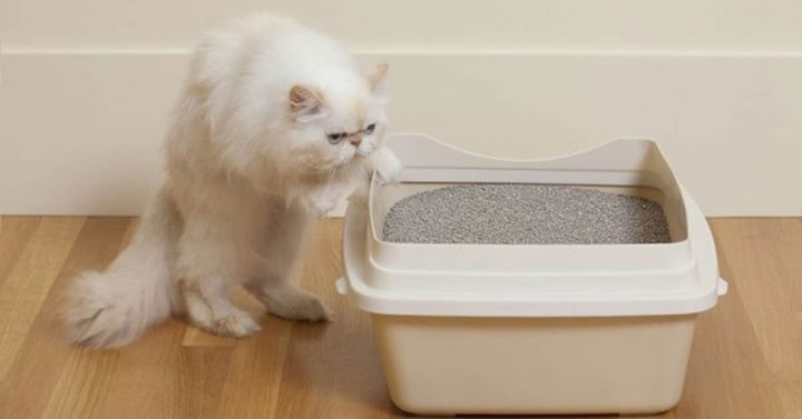 Mèo con đi vệ sinh đúng chỗ trong khay cát vệ sinh