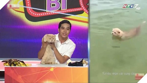 Mèo Hoàng Thượng tên Chó với thần thái ung dung, thu hút mọi ánh nhìn