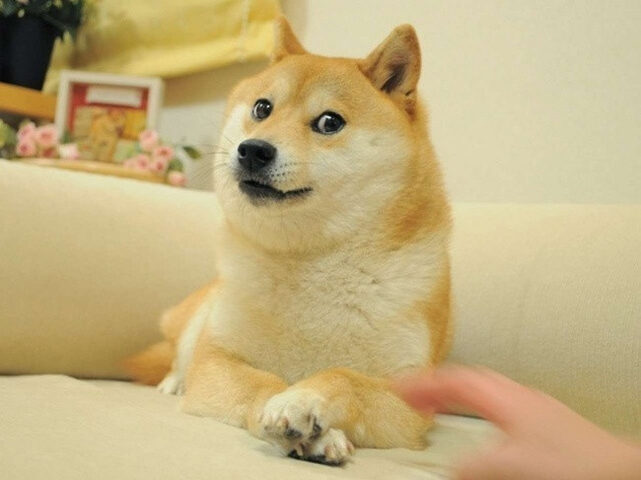 Mèo thả hồn thư giãn