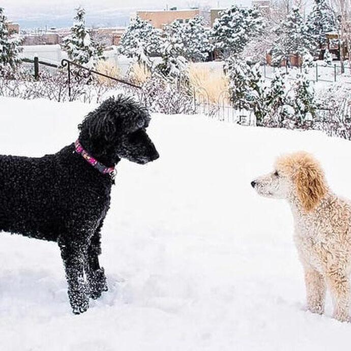 Chó Poodle Giá Sinh Viên: Nơi Mua Chó Poodle Giá Rẻ Tại Hà Nội Nơi mua chó Poodle giá sinh viên