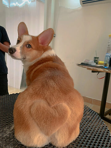 Miu's Pet Care mang đến dịch vụ spa chó mèo Đà Lạt giúp các bé luôn sạch sẽ và khỏe mạnh.