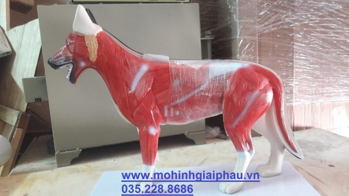Cấu tạo cơ thể chó: Khám phá toàn diện từ hệ thống cơ bản đến chức năng