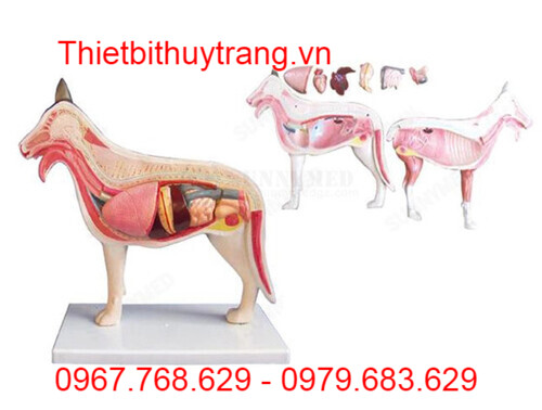Mô hình cơ thể chó: Hướng dẫn toàn diện và ứng dụng chi tiết
