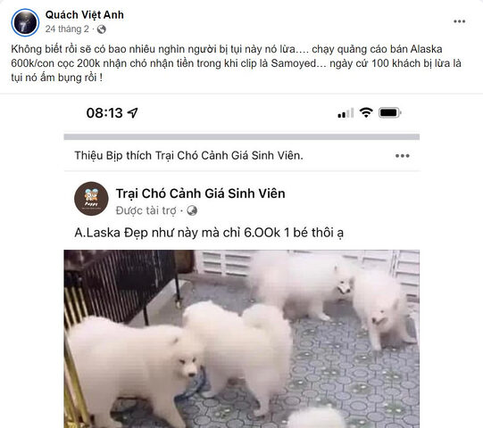 Mô tả chi tiết các loại lừa đảo khi mua chó mèo cảnh với giá siêu rẻ