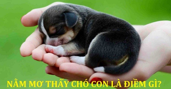 Mơ Thấy Con Chó Con: Giải Mã Điềm Báo & Con Số May Mắn