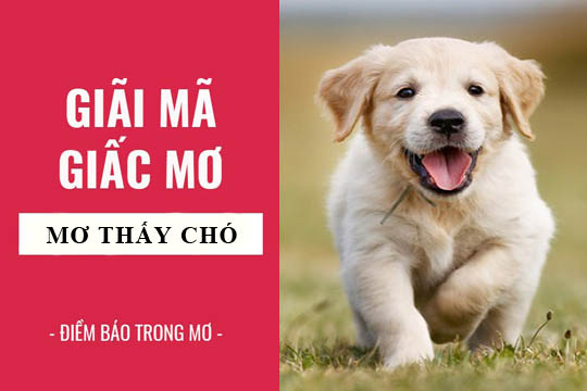 Mơ Thấy Con Chó Con: Giải Mã Điềm Báo & Con Số May Mắn
