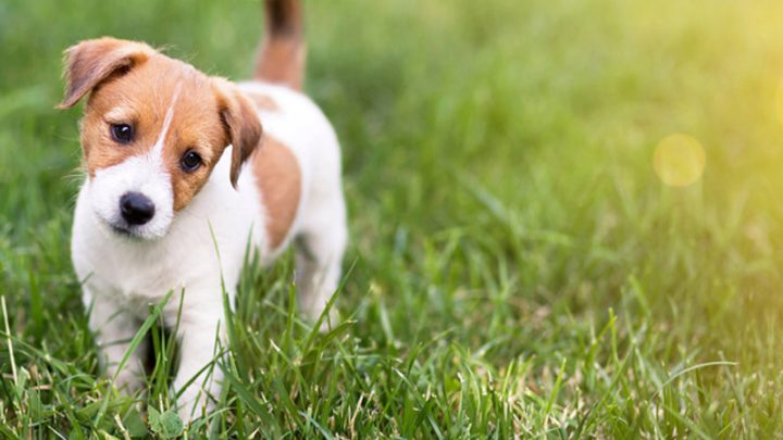 Kỹ thuật Nuôi Chó Con: Hướng Dẫn Chăm Sóc Toàn Diện Từ Sơ Sinh Đến Trưởng Thành