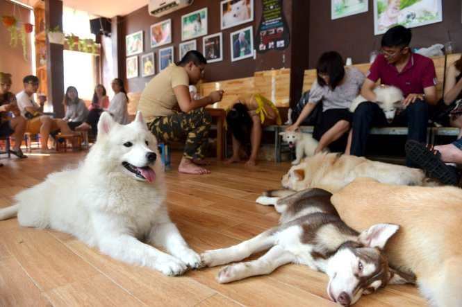 Cà Phê Chó Mèo Sài Gòn: Trải Nghiệm Độc Đáo Dành Cho Tín Đồ Thú Cưng
