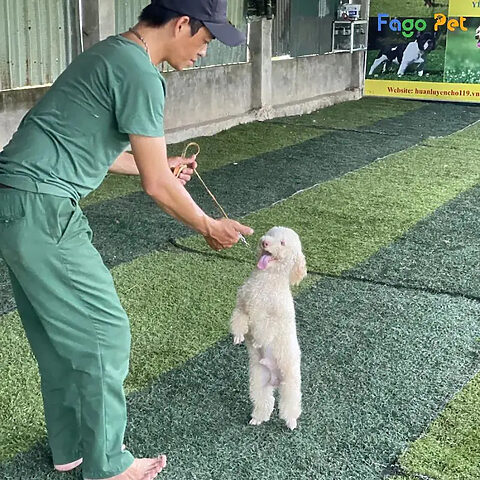 Môi trường học tập lý tưởng và cơ sở vật chất cho việc huấn luyện chó Poodle
