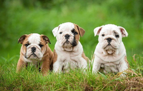 Môi trường sống lý tưởng cho chó Bull Anh, cần nhiệt độ ôn hòa và sạch sẽ