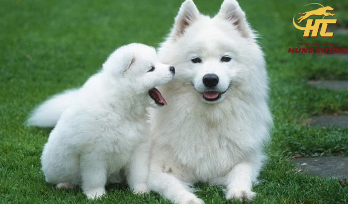 Môi trường sống lý tưởng cho chó Samoyed con phát triển toàn diện