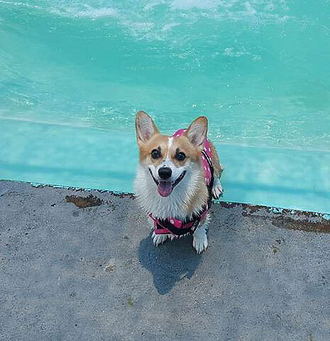 Momo Corgi hạnh phúc sau khi hết giận, sẵn sàng đi chơi cùng chủ nhân