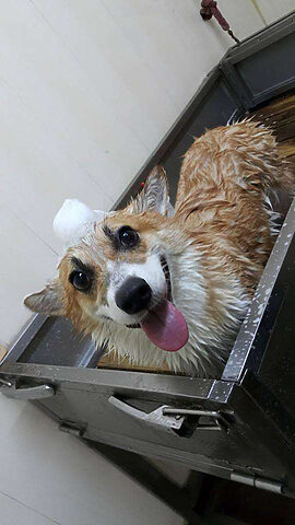 Momo Corgi vui vẻ tận hưởng khoảnh khắc tắm rửa, chưa hề hờn cả thế giới