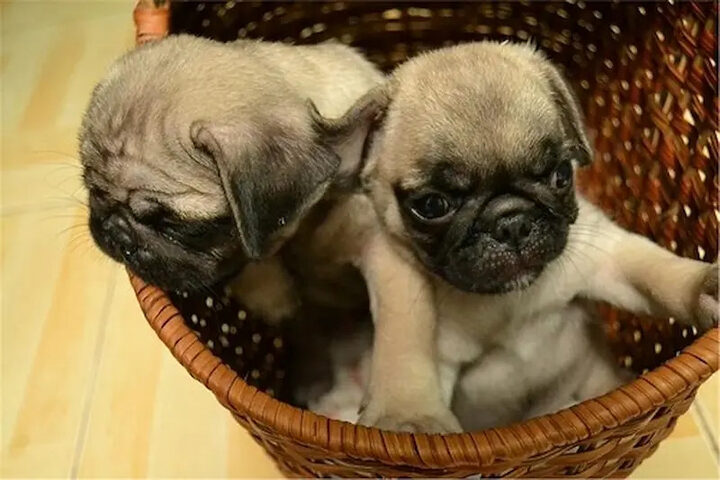 Một chó Pug con đang bú sữa hoặc ngậm núm vú, nhấn mạnh vai trò của sữa mẹ trong cách chăm sóc chó Pug con