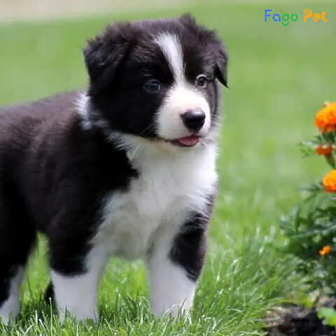 Một chú chó Border Collie màu đen trắng đang chạy trên bãi cỏ xanh, thể hiện sự năng động và cần vận động thường xuyên, là điều cần lưu ý khi huấn luyện giống chó này.