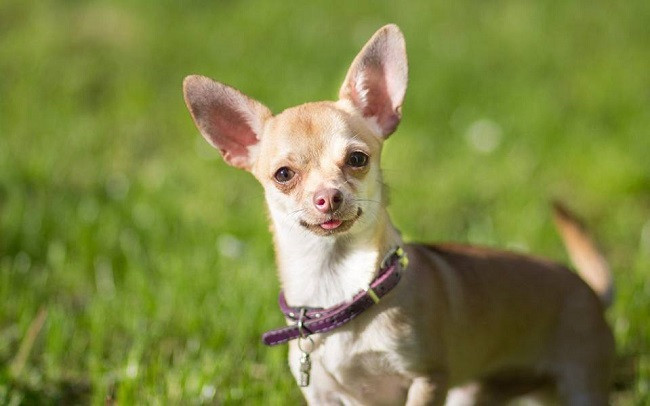 Một chú chó Chihuahua lông dài màu vàng kem đang ngồi trên ghế sofa, gợi ý các lưu ý khi mua chó Chihuahua thuần chủng