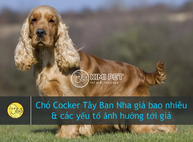 Một chú chó Cocker Spaniel trưởng thành đang tìm hiểu chó Cocker giá bao nhiêu