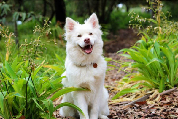 Một chú chó con poodle trắng đang nhìn chủ, thể hiện sự năng động và tình cảm mà sinh viên có thể nhận được khi nuôi chó.