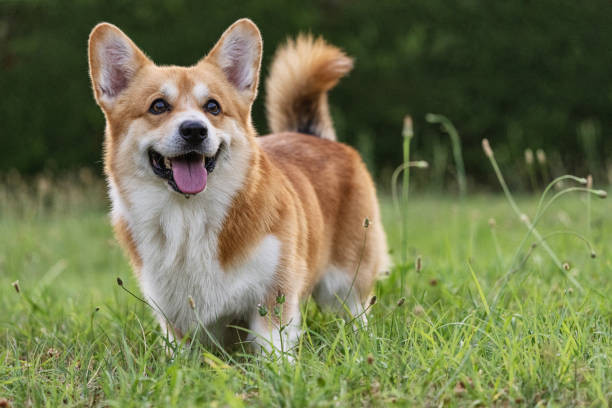 Một chú chó Corgi với thân hình dài, chân ngắn và bộ lông màu vàng nâu đang nằm trên sàn nhà, một trong các giống chó nuôi trong nhà được yêu thích.