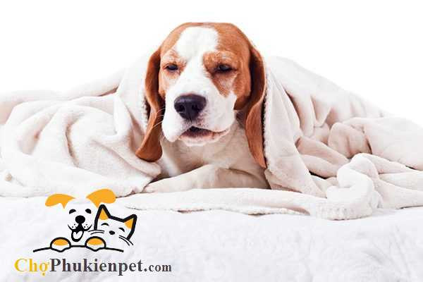 Một chú chó đang hắt xì liên tục, cho thấy dấu hiệu của vấn đề sức khỏe hoặc dị ứng cần được chủ nuôi quan tâm.