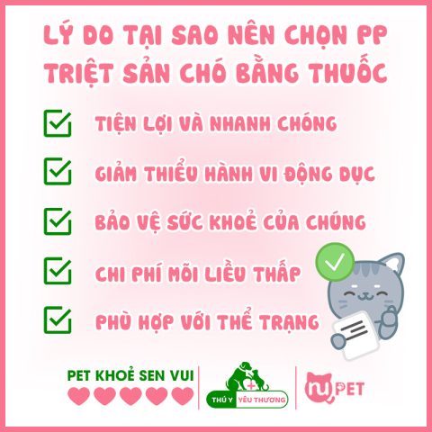 Một chú chó đực được chủ vuốt ve, tượng trưng cho lý do chọn thuốc triệt sản chó đực