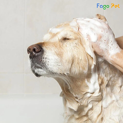 Một chú chó được chăm sóc tắm rửa để có bộ lông mượt mà