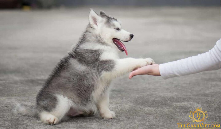 Một chú chó Husky mắt xanh đang ngồi ngoan ngoãn trên sàn gỗ, nhìn chủ nhân như chờ đợi hiệu lệnh đi vệ sinh.
