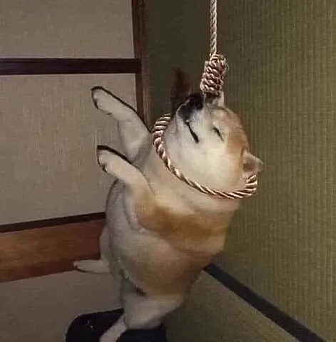 Một chú chó meme ngộ nghĩnh với biểu cảm hài hước, mang lại tiếng cười sảng khoái.
