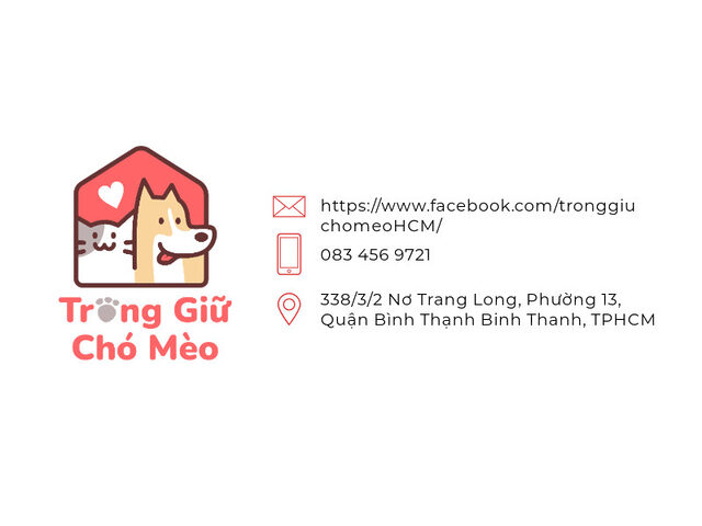 Một chú chó nhỏ đang ngồi trong một căn phòng gỗ ấm cúng tại Trông Giữ Chó Mèo HCM, minh họa cho dịch vụ trông giữ chó mèo giá rẻ với không gian thoải mái.