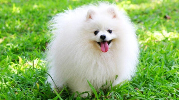 Một chú chó Pomeranian (Phốc Sóc) nhỏ nhắn với bộ lông cam bông xù đang nhìn tò mò, một lựa chọn lý tưởng trong các giống chó nuôi trong nhà.