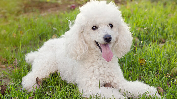Một chú chó Poodle màu kem với bộ lông xoăn bông xù đáng yêu, ngồi trên sàn gỗ trong nhà, đại diện cho một trong các giống chó nuôi trong nhà phổ biến.