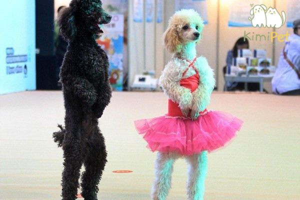Một chú chó Poodle màu trắng đang đi bằng hai chân sau trên sàn nhà, thể hiện khả năng trình diễn sau khi được dạy cách chó Poodle đi bằng 2 chân