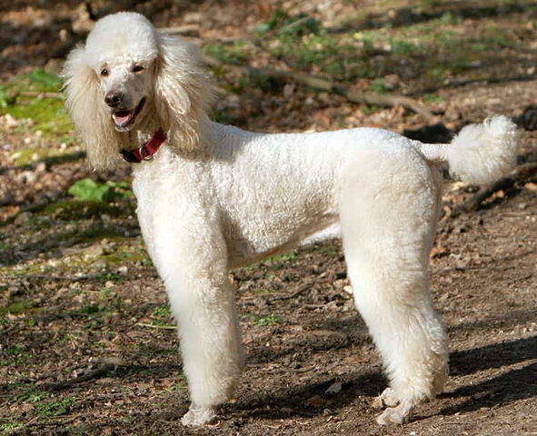 Một chú chó Poodle màu xám đáng yêu ngồi ngoan ngoãn, đại diện cho những đặc điểm di truyền mong muốn và kết quả của cách phối chó hiệu quả.