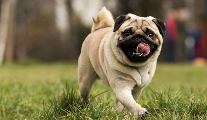 Một chú chó Pug với khuôn mặt nhăn đặc trưng và đôi mắt to tròn, đang nhìn vào ống kính, thể hiện sự đáng yêu của giống chó này khi nuôi trong nhà.