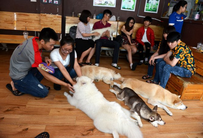 Một chú chó thân thiện tại quán cà phê chó mèo ở Sài Gòn đang chơi đùa với khách hàng, thể hiện sự quấn quýt và đáng yêu.