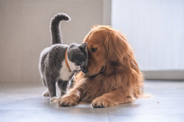 Một chú chó và mèo đang chơi đùa cùng nhau, minh họa sự khác biệt trong hành vi khi sinh viên cân nhắc nên nuôi chó hay mèo.