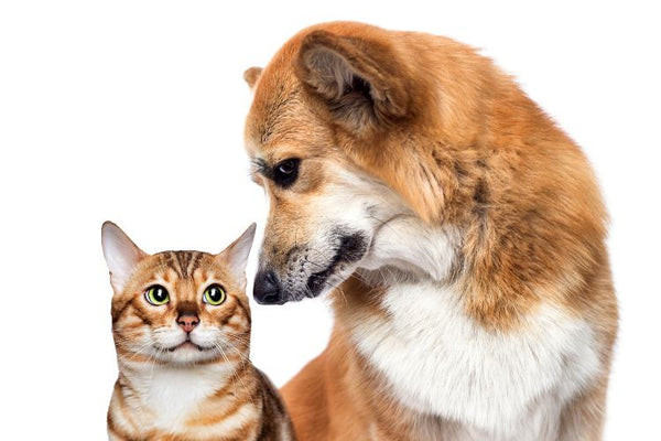 Một chú chó và mèo nhỏ đang thân thiết bên nhau, minh họa cho việc sinh viên nên nuôi chó hay mèo.