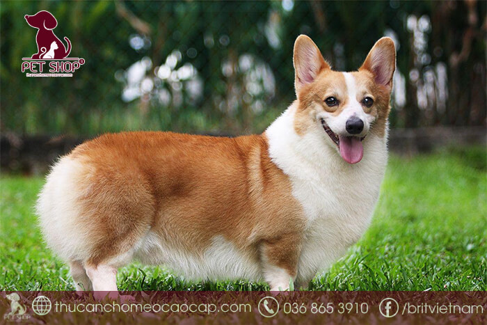 Một chú chó với biểu cảm thông minh, cảnh giác