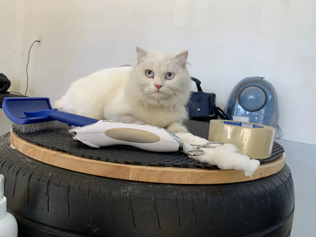 Một chú chó với bộ lông được cắt tỉa gọn gàng và tạo kiểu thời trang tại Sammi Pet Shop, spa chó mèo Vũng Tàu.