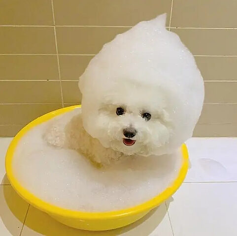 Một chú chó xinh xắn với bộ lông sạch sẽ và thơm tho sau khi trải nghiệm dịch vụ tại Vàng Ơi Petshop, spa chó mèo Vũng Tàu.