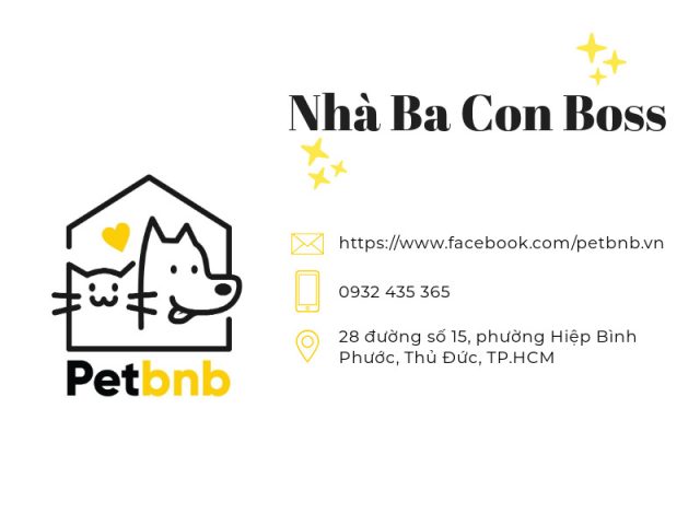 Một chú mèo con đang được nhân viên chăm sóc tại Nhóm Chăm Sóc Thú Cưng Ba Con Boss, thể hiện dịch vụ trông giữ chó mèo giá rẻ nhưng vẫn chu đáo.