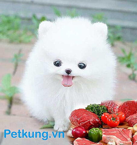 Một chú Phốc Sóc con với bộ lông dày mượt được chăm sóc cẩn thận