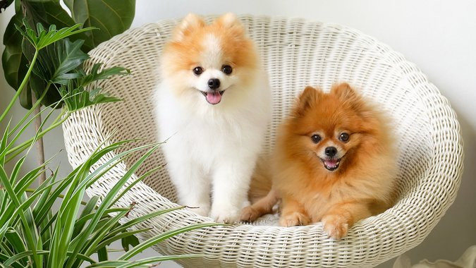 Một cô gái đang ôm một chú chó nhỏ lông trắng mượt mà, thể hiện sự gắn kết và lợi ích tinh thần của việc nuôi các giống chó nuôi trong nhà.