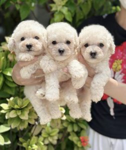 Một cửa hàng thú cưng chuyên nghiệp, cung cấp nhiều giống chó cảnh giá rẻ dưới 3 triệu chất lượng